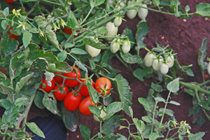 Ruby Crush Tomato