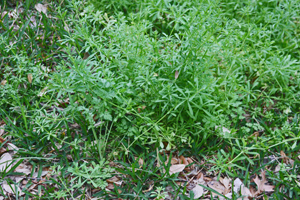 Untreated Bed Straw