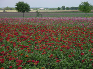 Zinnias