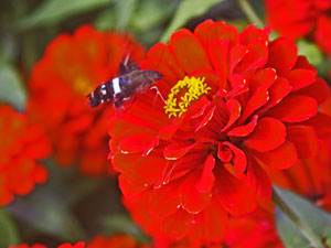 Zinnias