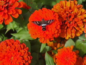 Zinnias