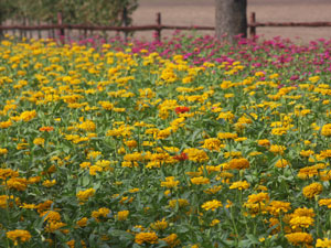 Zinnias