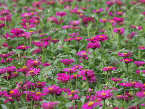 Zinnias