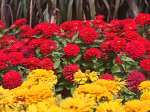 Zinnias