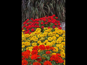 Zinnias