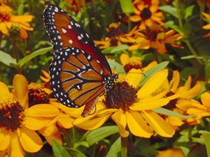 Zinnias