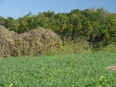 Changsha planting at Malcolm Beck's farm