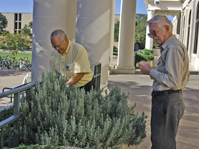 Dr. Joe Novac and Malcolm Beck examining Goodwin Creek Lavender at Sbisa...