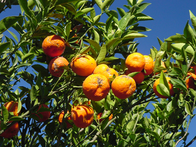 Malcolm's Changsha tangerine