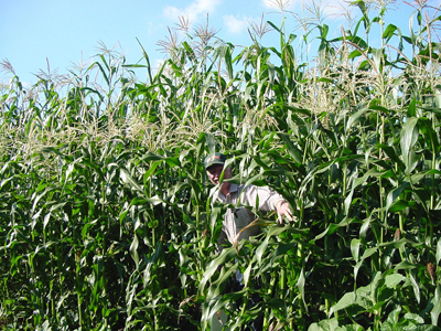 Malcolm harvesting sweet corn for roasting in '02