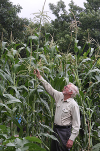 Malcolm with TALL corn he developed