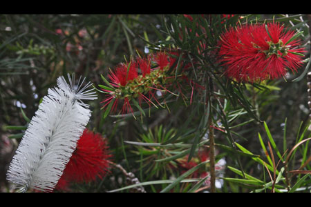 Cox Bottle Brush PLANT with a BABY'S BOTTLE BRUSH