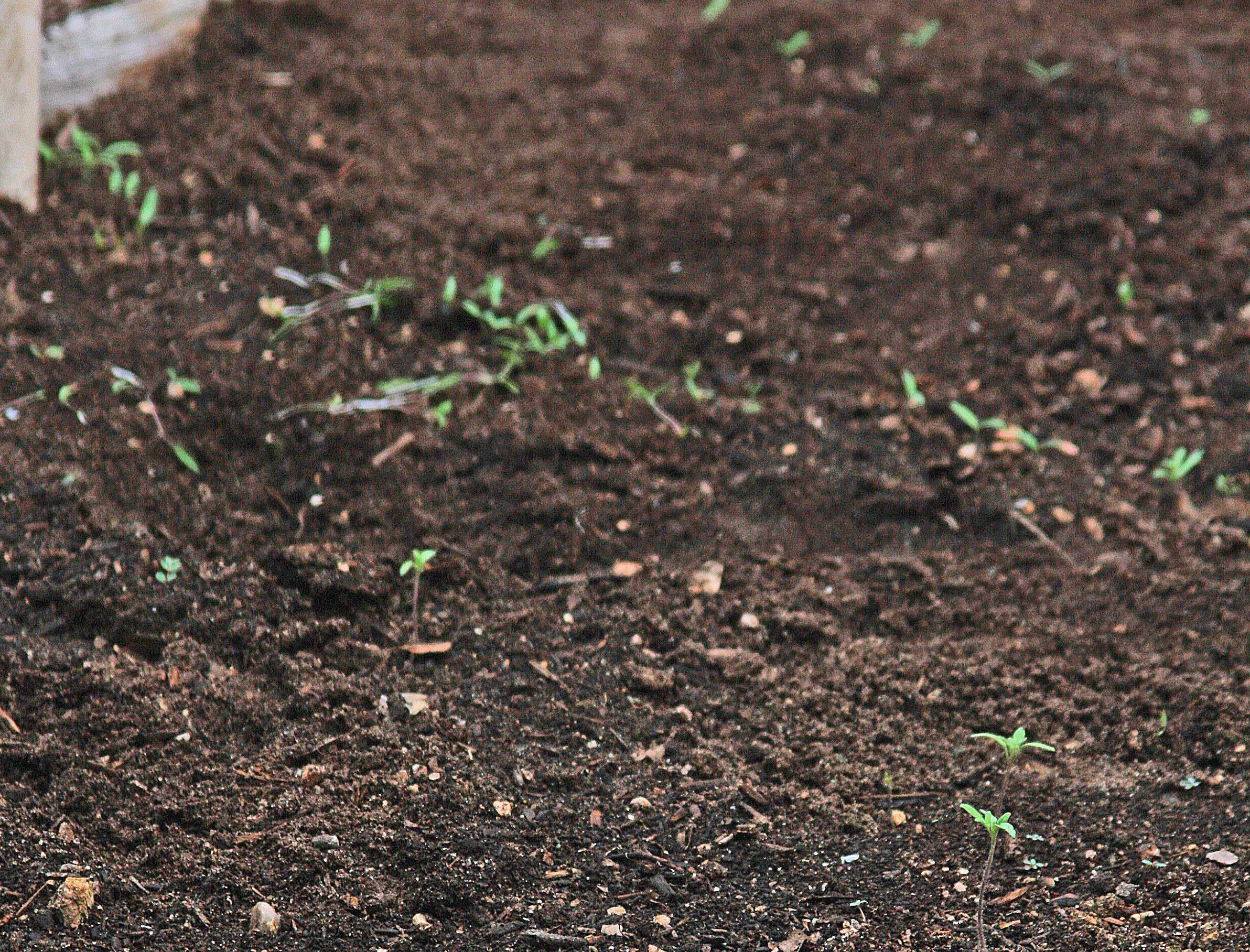 PLANTanswers: Plant Answers > Direct Seeding Into Garden Soil Of Late