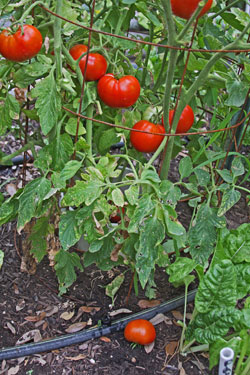 Establishment and an abundant harvest of fall tomatoes depends largely on drip irrigation. Establishment and an abundant harvest of fall tomatoes depends largely on drip irrigation.