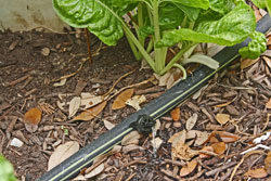 Fall cole crops respond well to drip irrigation. Fall cole crops respond well to drip irrigation.