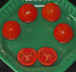 Roma-type tomato variety for late fall planting. Roma-type tomato variety for late fall planting.