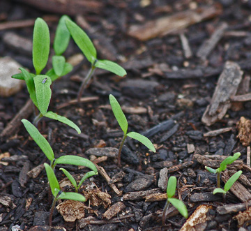 Coneflower Seeds What Do They Look Like - Yellow Coneflower Seeds
