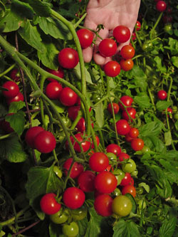 'Dwarf Sweet Cherry' Tomato. 'Dwarf Sweet Cherry' Tomato.