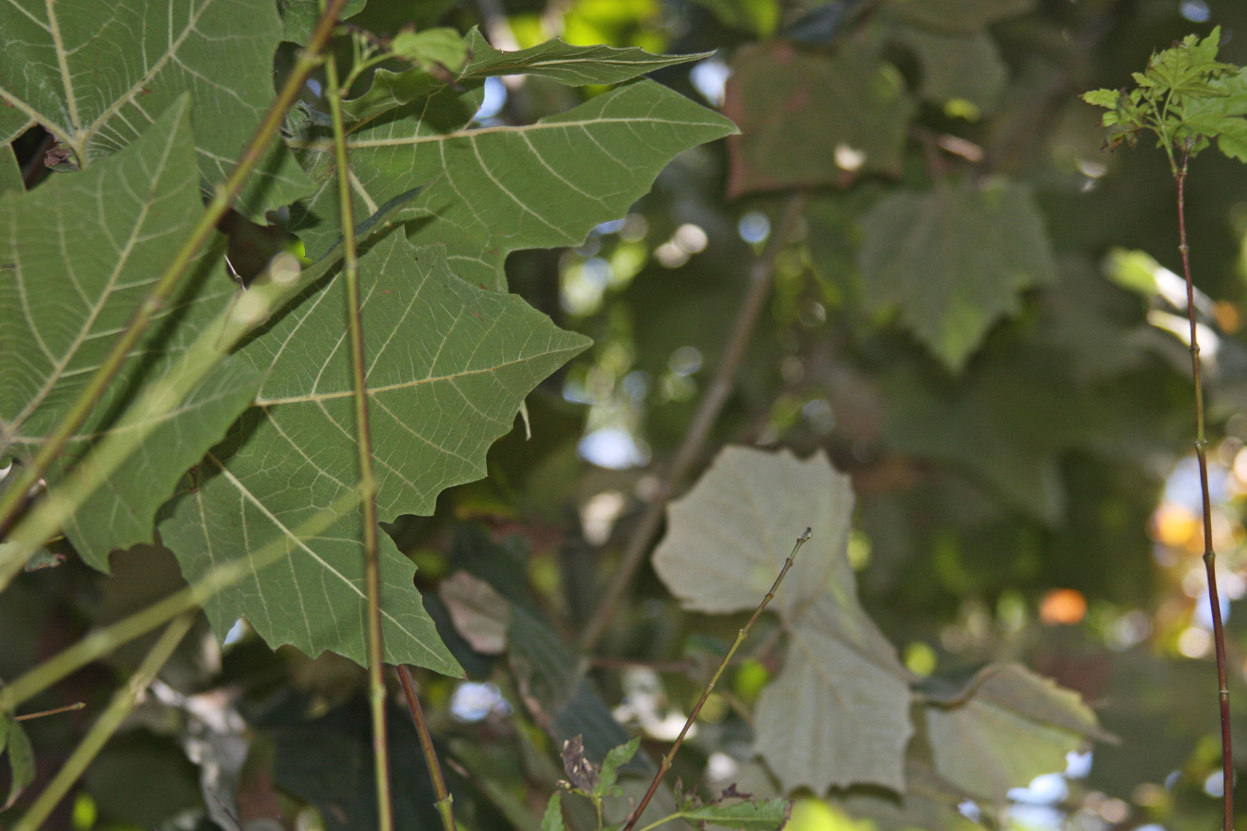 plantanswers-plant-answers-city-public-service-cps-green-shade