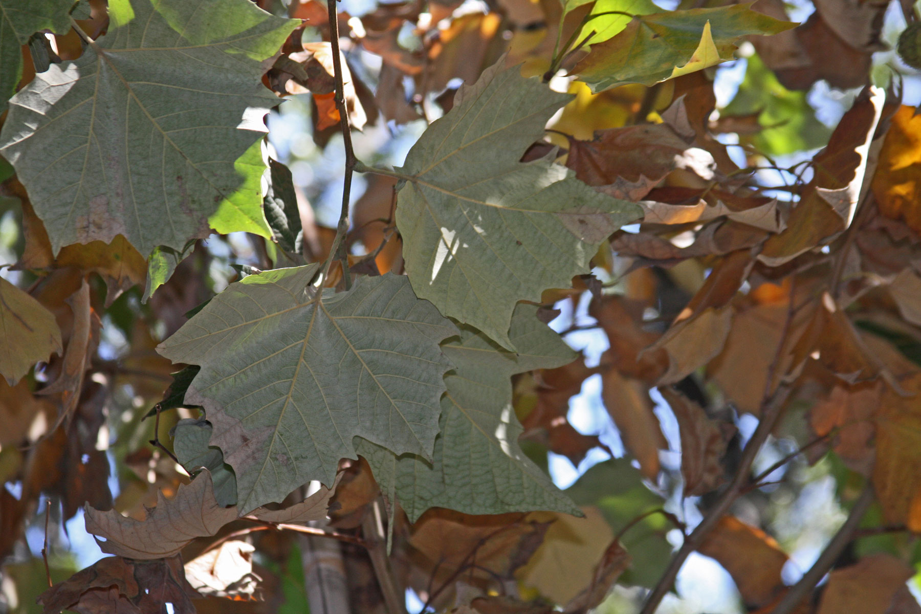 plantanswers-plant-answers-city-public-service-cps-green-shade