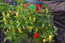 Rio Grande Gold Peppers growing in a container. Rio Grande Gold Peppers growing in a container.