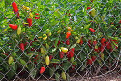 Rio Grande Gold Peppers growing in a garden. Rio Grande Gold Peppers growing in a garden.