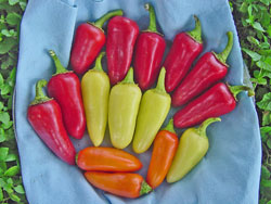 Color Changes of Rio Grande Gold Pepper fruit. Color Changes of Rio Grande Gold Pepper fruit.