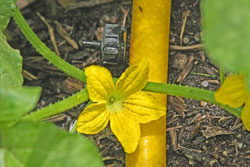 Successful Fall gardening is easier when using drip irrigation.