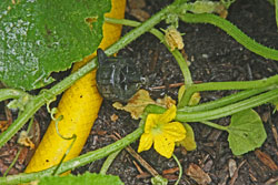 Fall Cucumbers respond to the targeted water of a drip system.