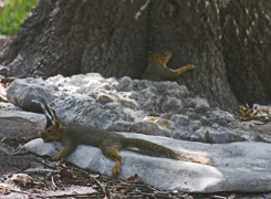 It is SOOO HOTTT that sqirrels are hugging flat cool rocks and finding moist and relief under big rocks next to moistened tree trunks.