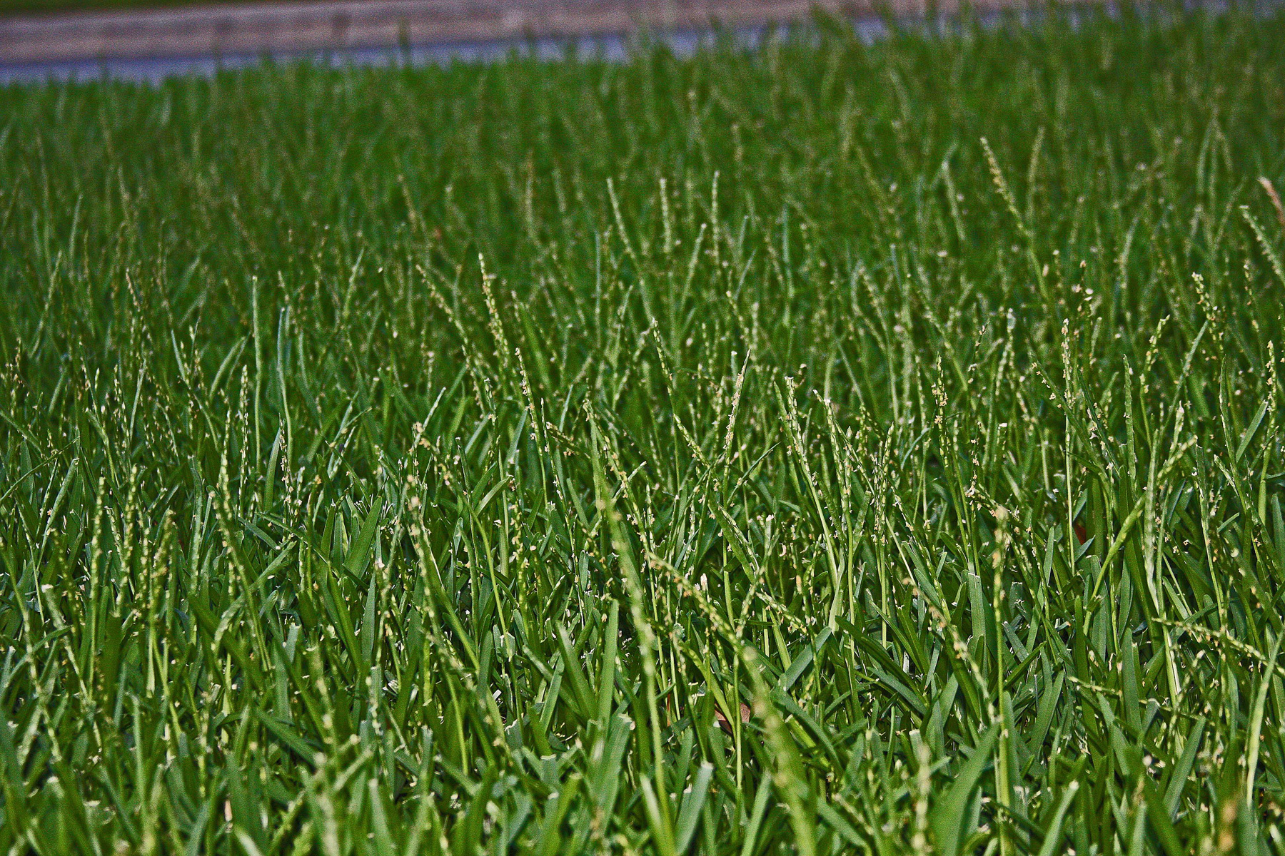 PLANTanswers Plant Answers Grass Strange Growths seed Stalks On 