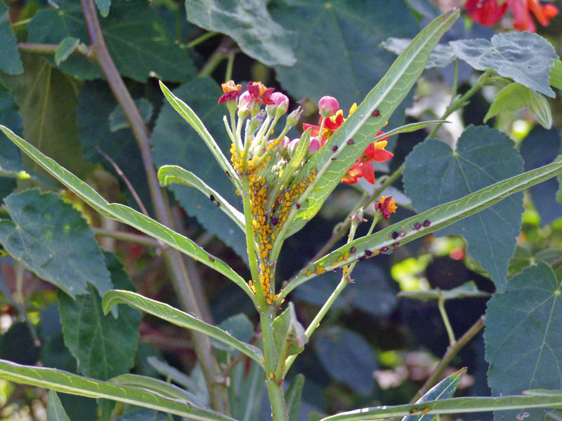 Aphids on Milkweed (Asclepias curassavica)