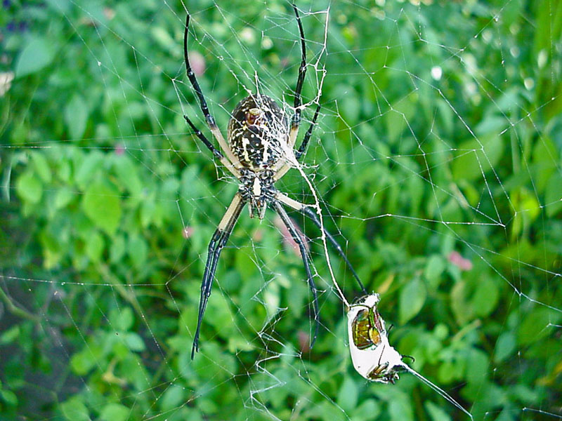 Argiope Spider with Green June Bug in Web