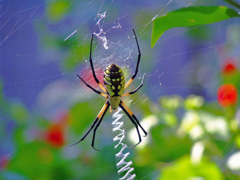 Argiope Spider