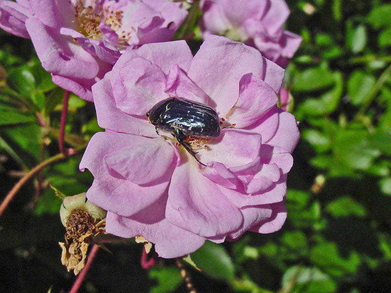 Beetle on Rose