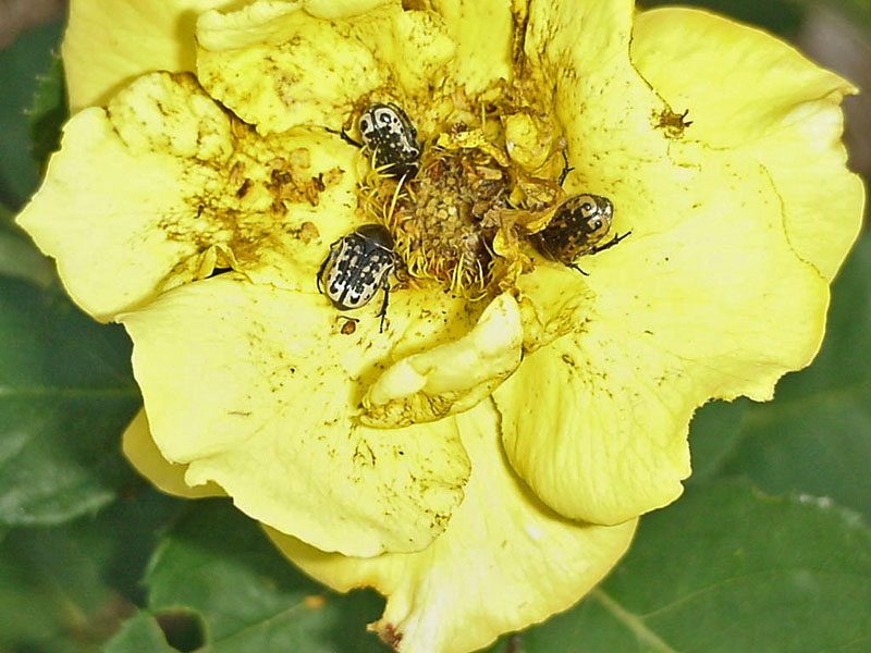 Beetles on Rose