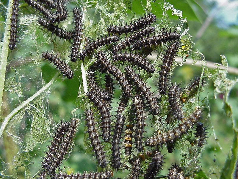 Bordered Patch (Chlosyne lacinia) Larvae on Sunflower