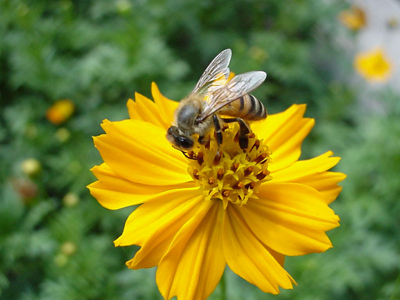 Cosmos and Bee