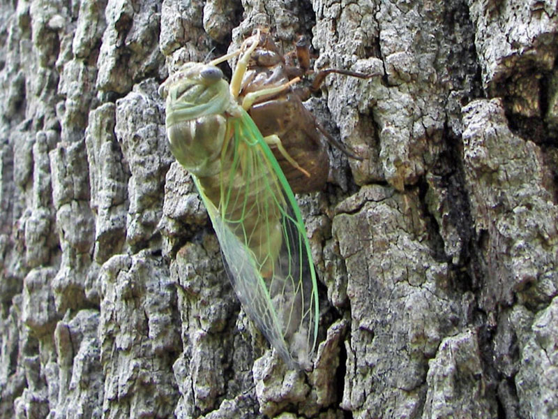 Giant Cicada Newly Emerged
