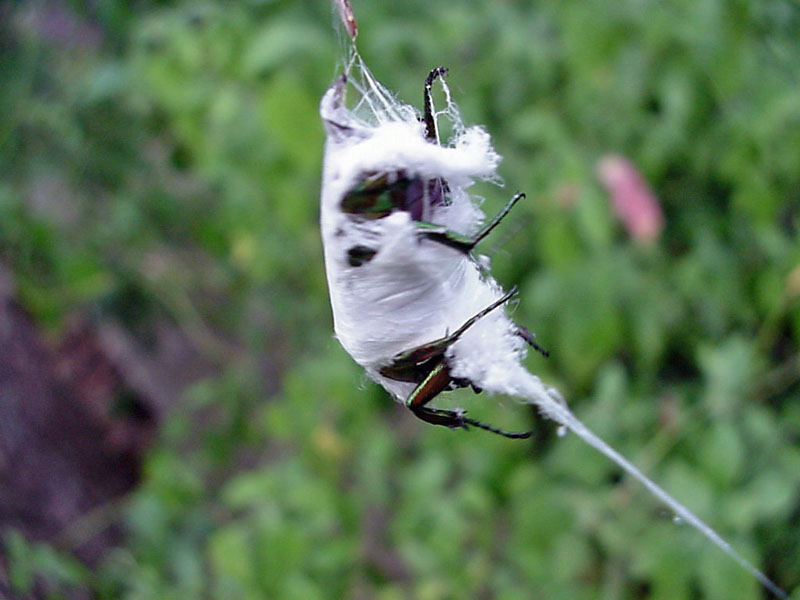 Green June Bug Caught in Argiope Web