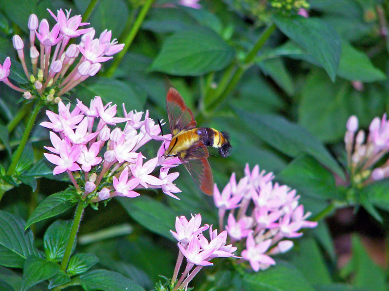 Hummingbird Moth on Penta