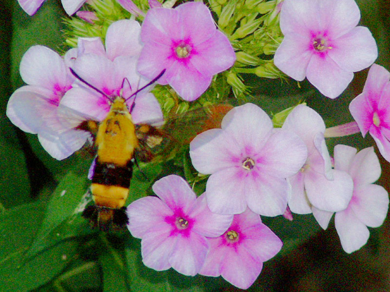 Hummingbird Moth on Phlox