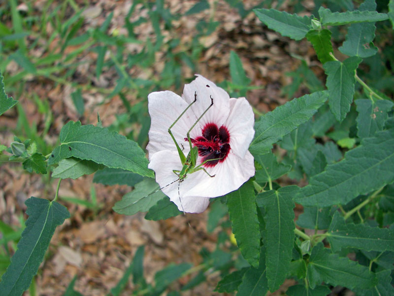 Katydid on Evergreen Pavonia