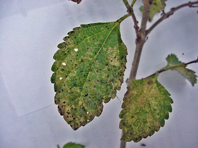 Lacebug Damage on Lantana