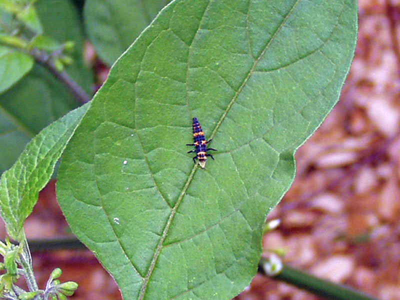 Lady Bug Larva