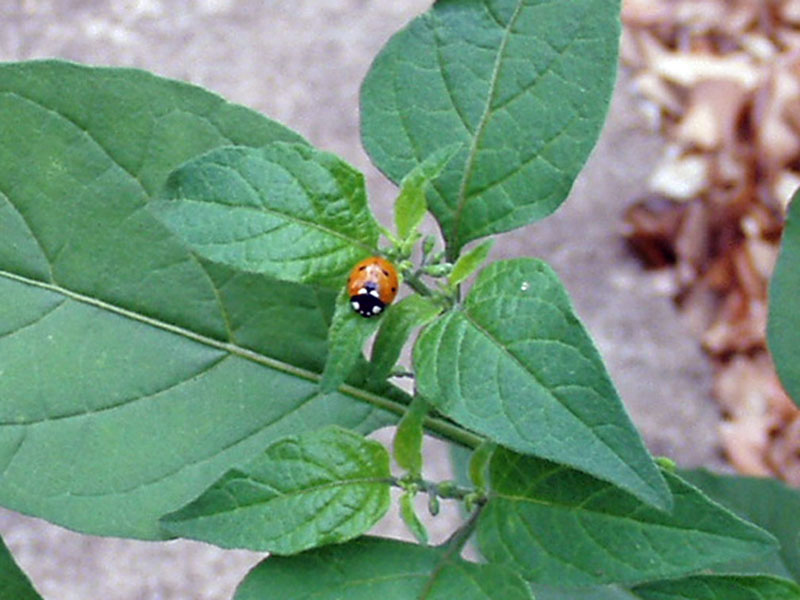 Lady Bug