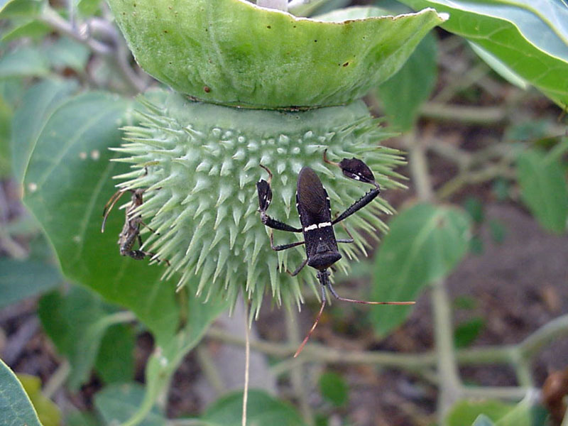 Leaf-footed Bug on Thorn Apple