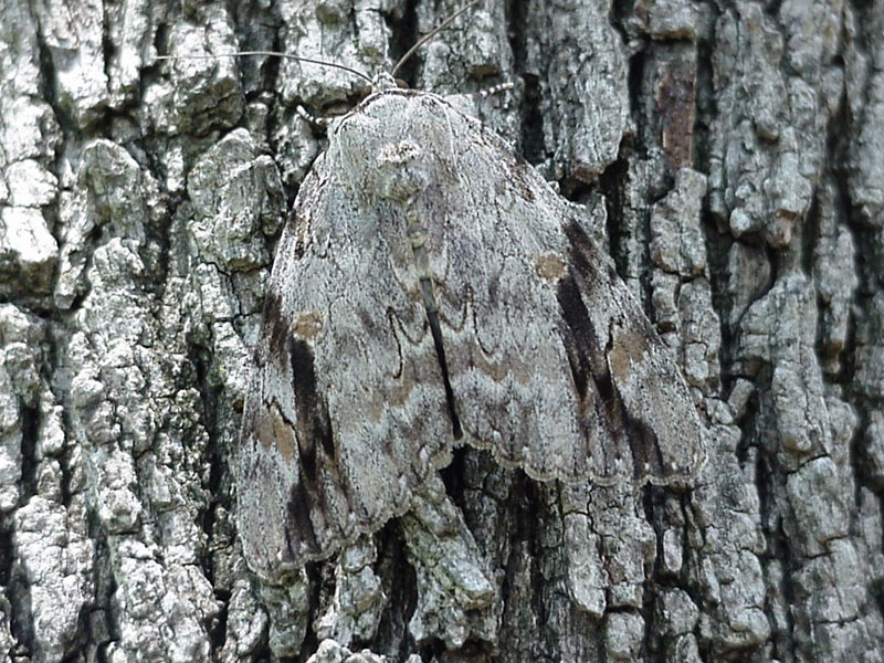 Moth on Oak