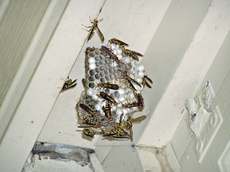 Paper Wasps