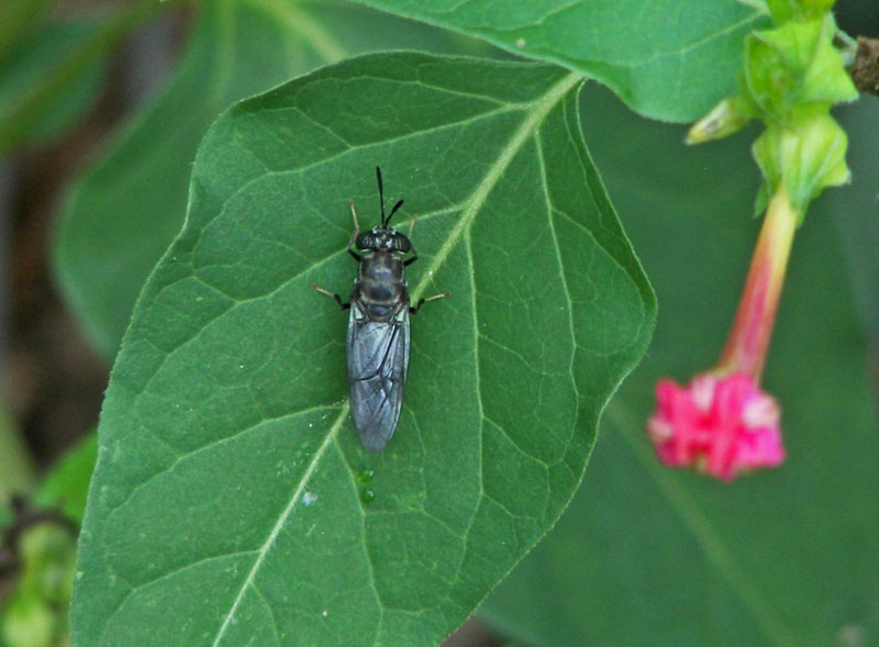 Soldier Fly (Hermetia illucens) on Four O'clock